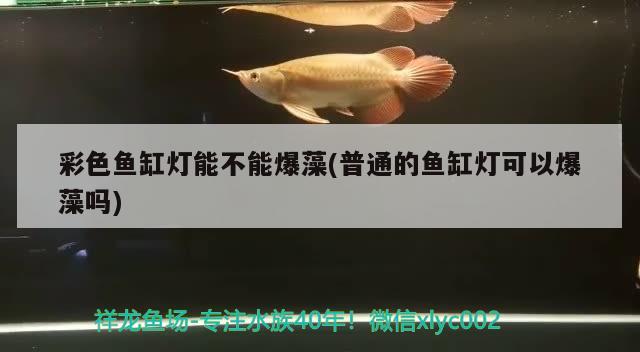 彩色魚缸燈能不能爆藻(普通的魚缸燈可以爆藻嗎)