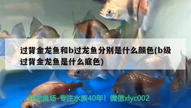 可麗愛魚缸顯示屏圖解(可麗愛水族箱顯示屏) 魚缸/水族箱