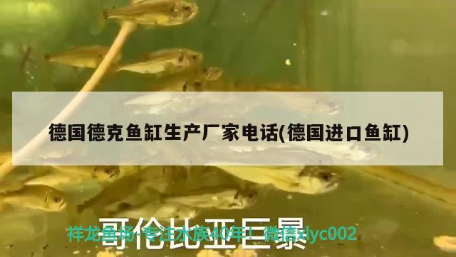 德國德克魚缸生產廠家電話(德國進口魚缸) 巴卡雷龍魚