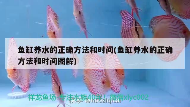 魚缸養(yǎng)水的正確方法和時間(魚缸養(yǎng)水的正確方法和時間圖解)