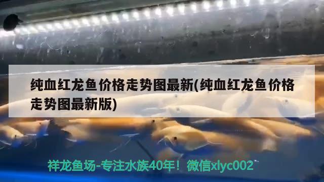 純血紅龍魚價(jià)格走勢圖最新(純血紅龍魚價(jià)格走勢圖最新版) 帝王三間魚