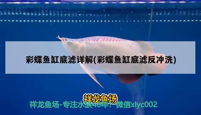 金魚(yú)吊蘭養(yǎng)殖方法和注意事項(xiàng)，怎樣養(yǎng)金魚(yú)