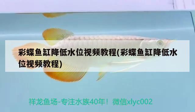 彩蝶魚缸降低水位視頻教程(彩蝶魚缸降低水位視頻教程)