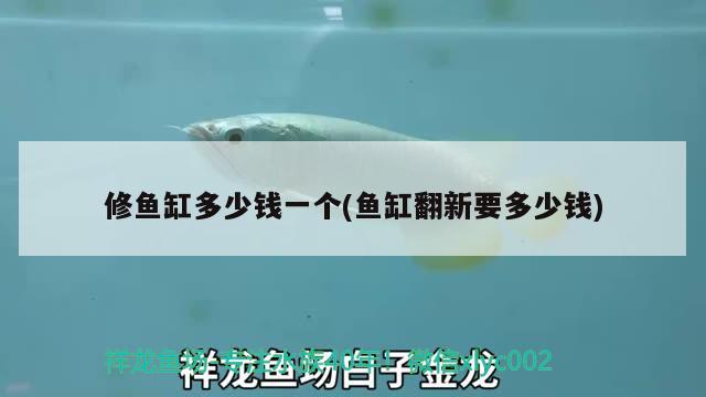 銀龍魚浮頭怎么回事（金龍魚浮頭怎么回事） 銀龍魚 第3張