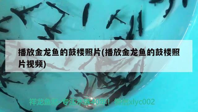 播放金龍魚的鼓樓照片(播放金龍魚的鼓樓照片視頻)