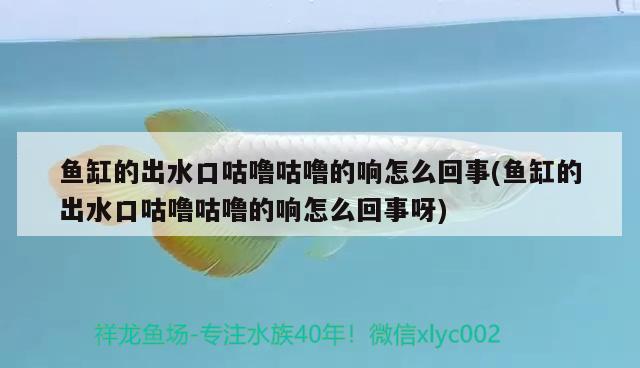 草缸觀賞魚搭配什么好：草缸搭配什么魚好看