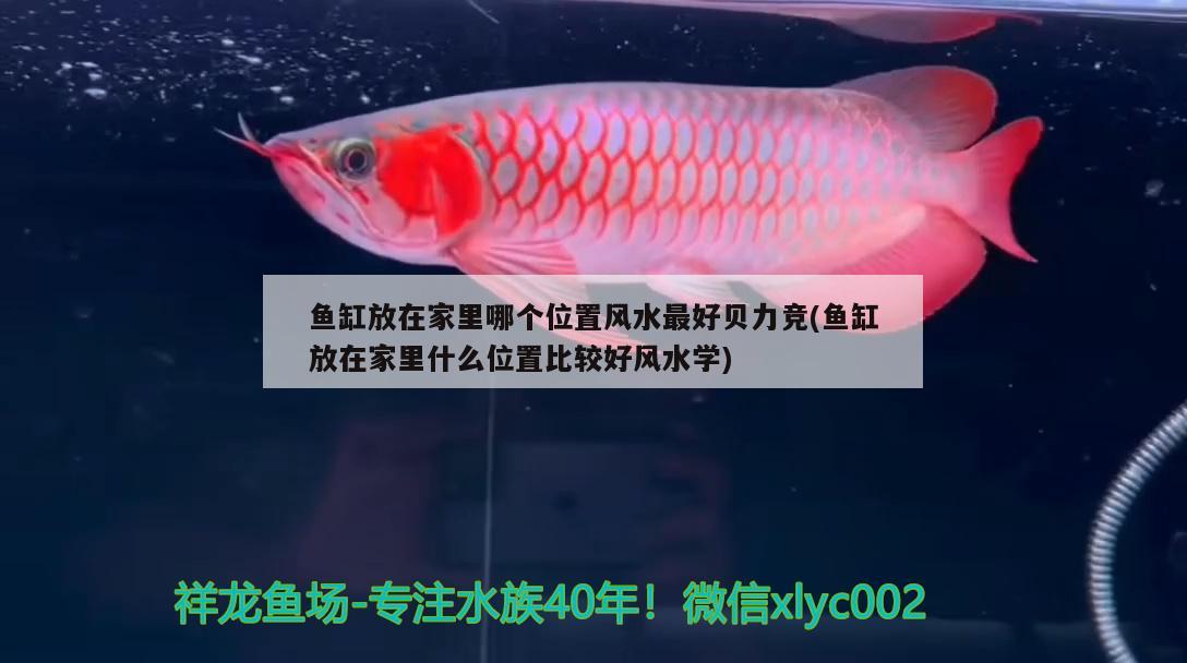 桂林哪里有賣(mài)魚(yú)缸的地方啊電話(huà)多少號(hào)（桂林觀(guān)賞魚(yú)批發(fā)市場(chǎng)） 祥龍龍魚(yú)魚(yú)糧