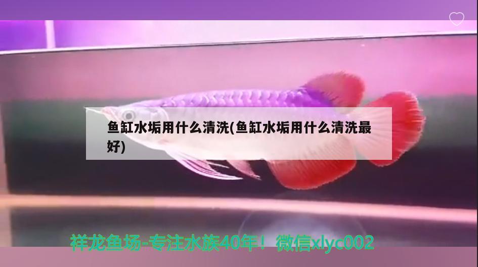 魚缸水垢用什么清洗(魚缸水垢用什么清洗最好) 鸚鵡魚