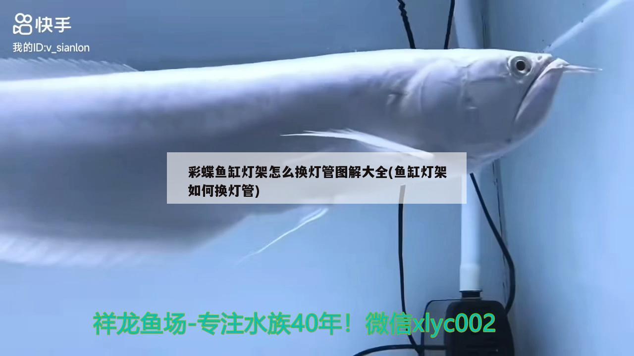 2020311龍巔700天打卡 女王大帆魚(yú)苗 第2張