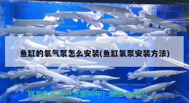 魚缸的氧氣泵怎么安裝(魚缸氧泵安裝方法) 埃及神仙魚