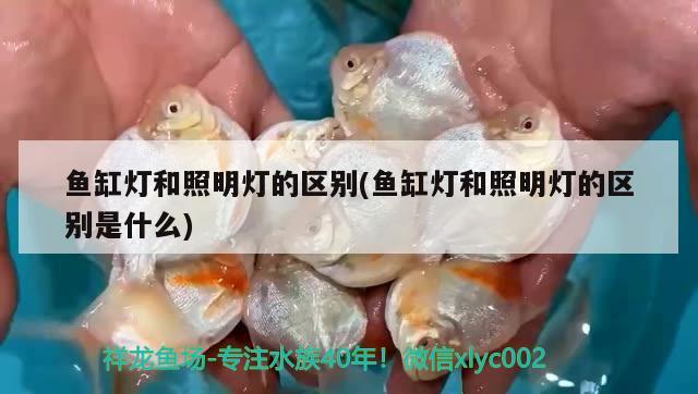 魚缸燈和照明燈的區(qū)別(魚缸燈和照明燈的區(qū)別是什么) 黑金魟魚