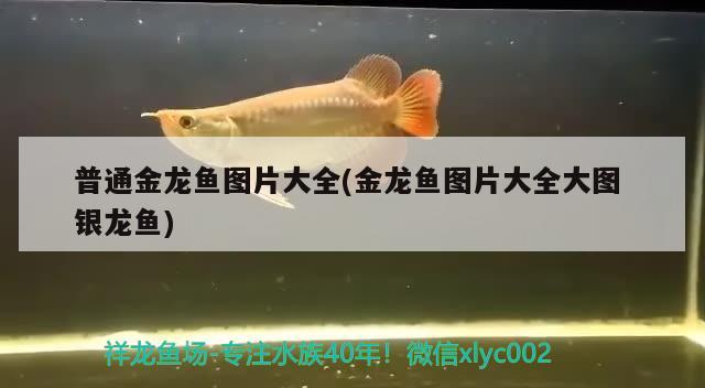 家里魚缸設(shè)計(jì)（魚缸八爪魚養(yǎng)殖技術(shù)） 粗線銀版魚苗 第2張