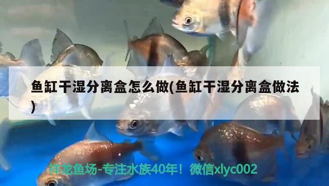 魚缸干濕分離盒怎么做(魚缸干濕分離盒做法) 星點(diǎn)金龍魚