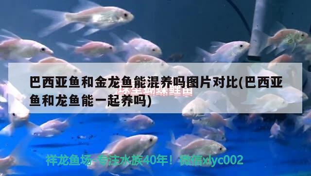 巴西亞魚和金龍魚能混養(yǎng)嗎圖片對比(巴西亞魚和龍魚能一起養(yǎng)嗎) 巴西亞魚