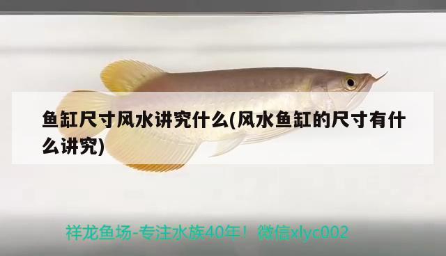 魚缸尺寸風(fēng)水講究什么(風(fēng)水魚缸的尺寸有什么講究) 魚缸風(fēng)水