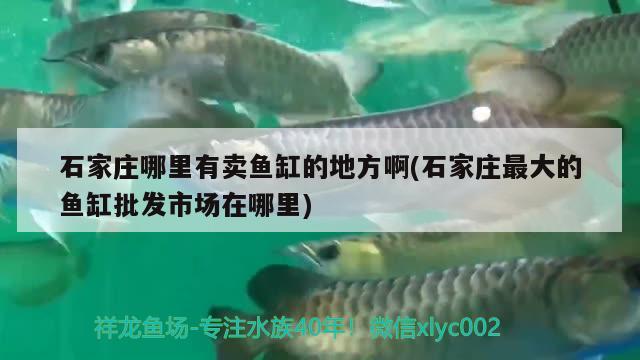 福州魚缸專賣店地址在哪里呀電話 福州定做魚缸哪家效果棒