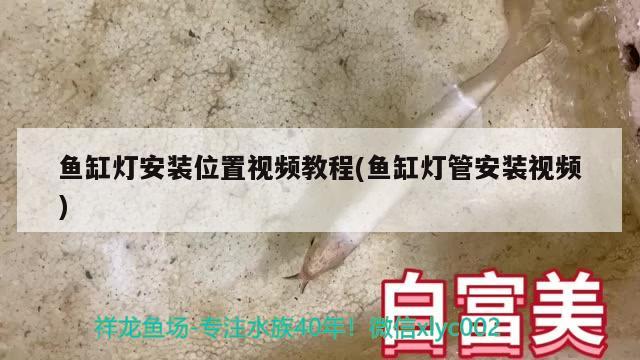 虎魚魚苗喂什么好養(yǎng)護呢視頻（虎魚魚苗喂什么好養(yǎng)護呢視頻大全）