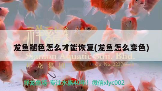 龍魚褪色怎么才能恢復(龍魚怎么變色)