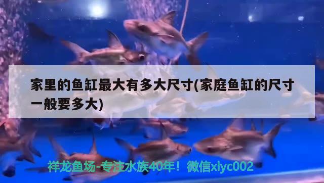 家里的魚缸最大有多大尺寸(家庭魚缸的尺寸一般要多大) 一眉道人魚