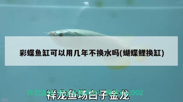 彩蝶魚缸可以用幾年不換水嗎(蝴蝶鯉換缸)