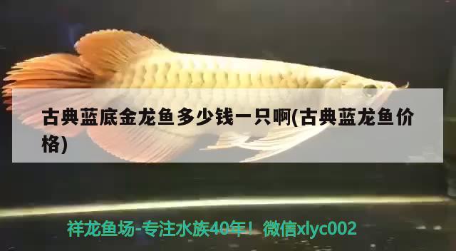 古典藍(lán)底金龍魚多少錢一只啊(古典藍(lán)龍魚價(jià)格)