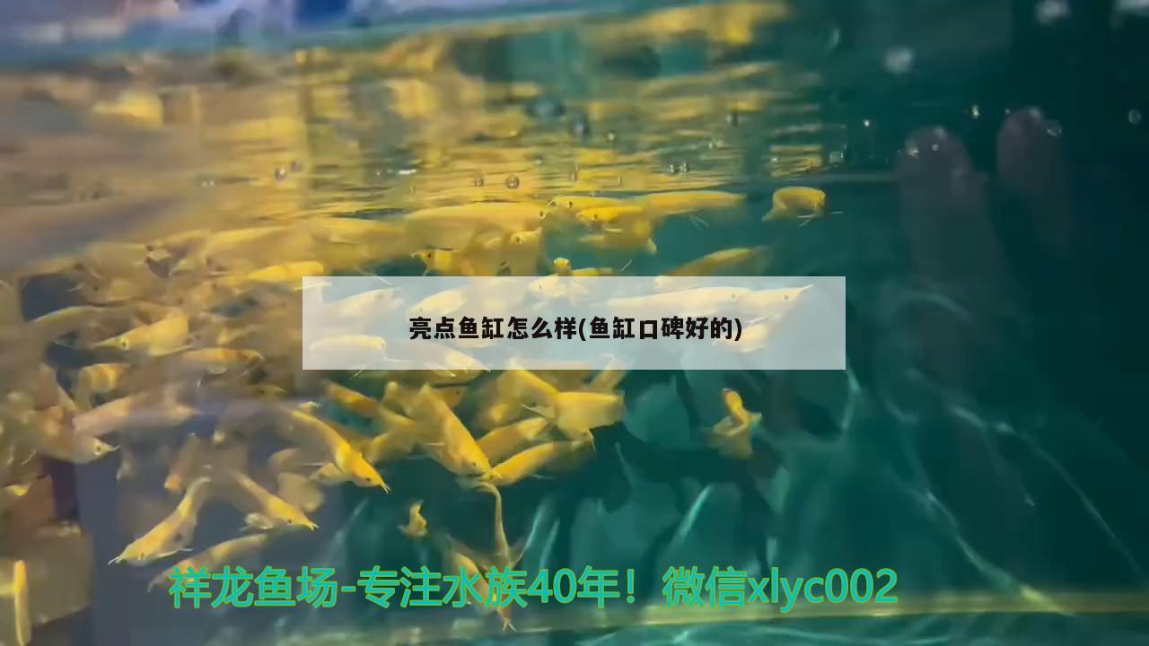 西寧定做魚缸廠家電話號(hào)碼（西寧定做魚缸廠家電話號(hào)碼查詢） 帝王迷宮魚 第2張