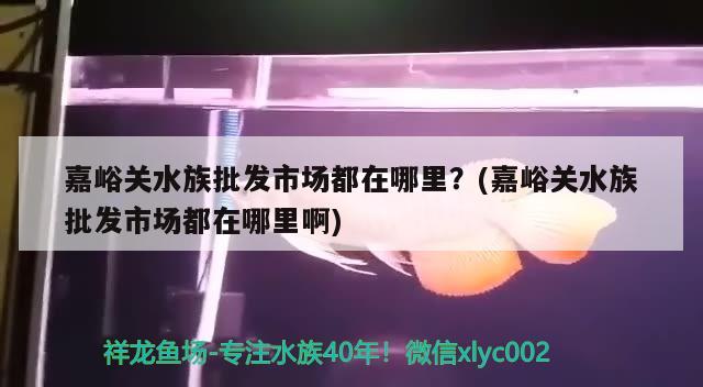 嘉峪關水族批發(fā)市場都在哪里？(嘉峪關水族批發(fā)市場都在哪里啊) 觀賞魚水族批發(fā)市場