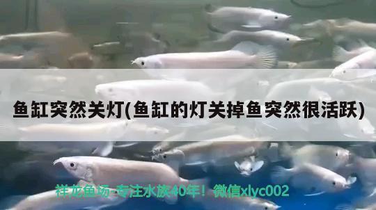 魚(yú)缸突然關(guān)燈(魚(yú)缸的燈關(guān)掉魚(yú)突然很活躍)