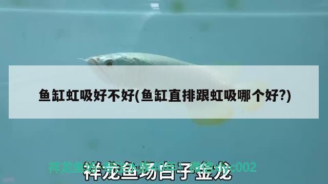 純黑色龍魚多少錢一只圖片(純黑龍魚多少錢一條) 孵化器