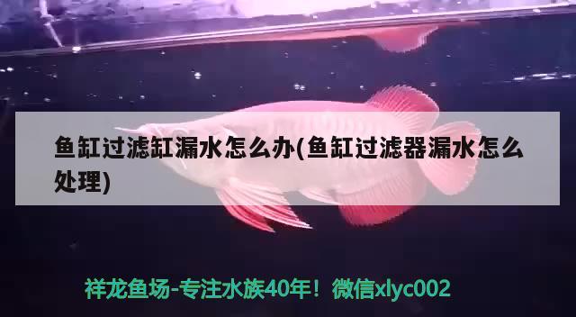 魚缸過濾缸漏水怎么辦(魚缸過濾器漏水怎么處理) 綠皮辣椒小紅龍