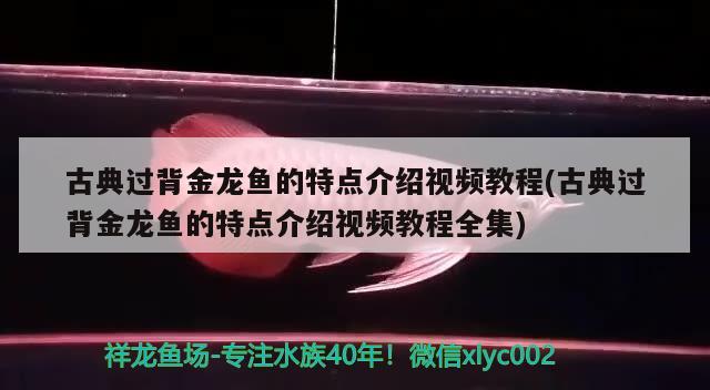 古典過背金龍魚的特點(diǎn)介紹視頻教程(古典過背金龍魚的特點(diǎn)介紹視頻教程全集) 古典過背金龍魚