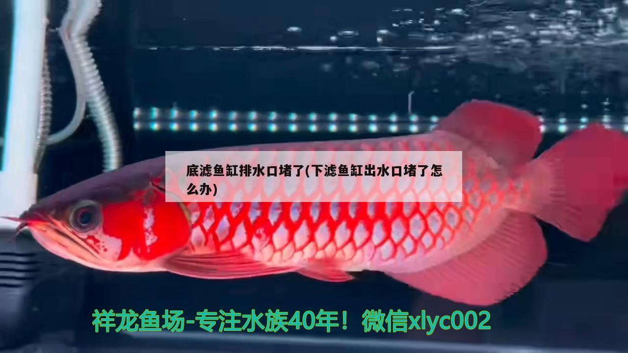 底濾魚缸排水口堵了(下濾魚缸出水口堵了怎么辦) 龍魚批發(fā)