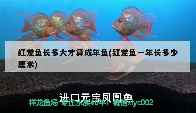 紅龍魚(yú)長(zhǎng)多大才算成年魚(yú)(紅龍魚(yú)一年長(zhǎng)多少厘米) 恐龍王魚(yú) 第2張