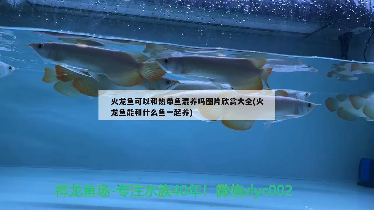 酒店三層魚缸循環(huán)泵水管連接方法，魚缸進出水怎么安裝方法 養(yǎng)魚的好處 第2張