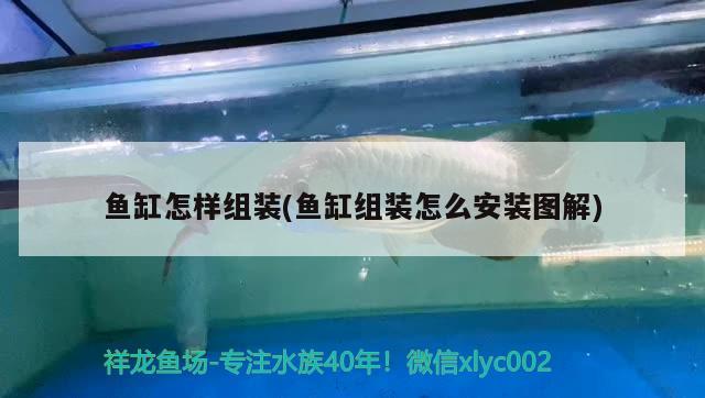 魚缸怎樣組裝(魚缸組裝怎么安裝圖解) 黃金斑馬魚