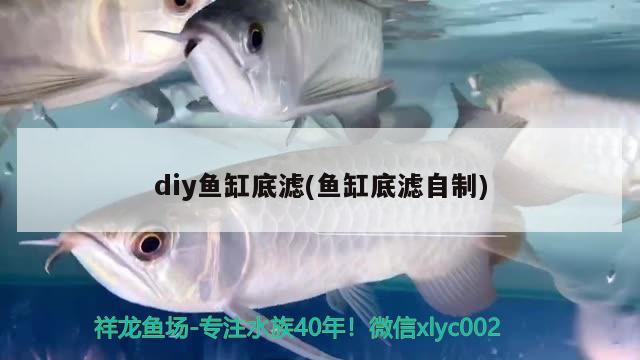 diy魚缸底濾(魚缸底濾自制)