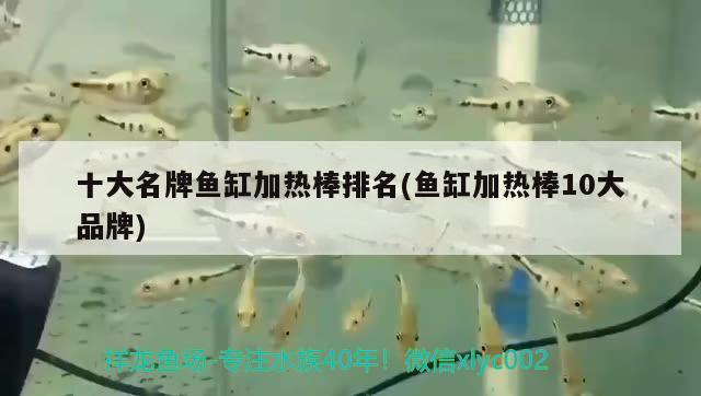 十大名牌魚(yú)缸加熱棒排名(魚(yú)缸加熱棒10大品牌) ?；?異型虎魚(yú)/純色虎魚(yú)