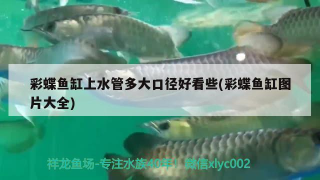 彩蝶魚缸上水管多大口徑好看些(彩蝶魚缸圖片大全)