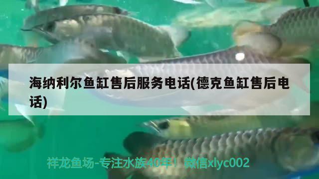 龍魚長的最小和什么龍魚長的最小和什么龍魚合適，什么品種的龍魚長的最小