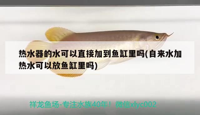 熱水器的水可以直接加到魚(yú)缸里嗎(自來(lái)水加熱水可以放魚(yú)缸里嗎) 非洲象鼻魚(yú)