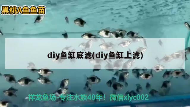 diy魚缸底濾(diy魚缸上濾) 紅龍專用魚糧飼料