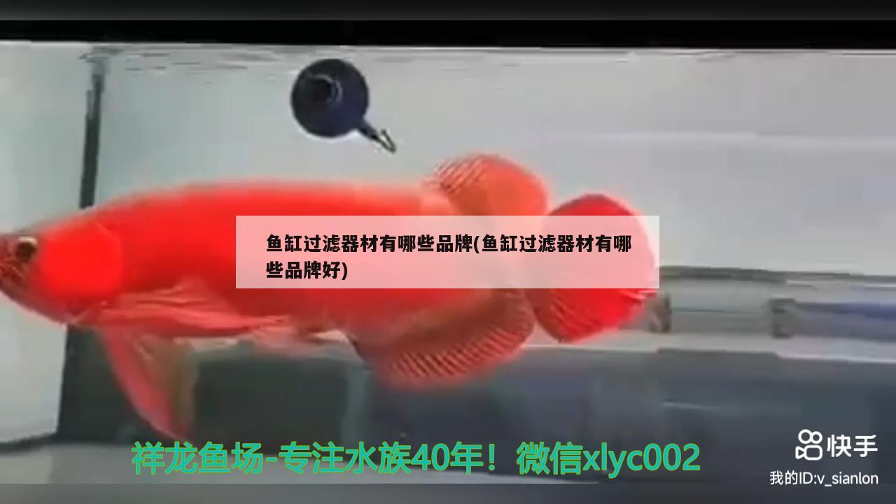 魚缸過濾器材有哪些品牌(魚缸過濾器材有哪些品牌好) 夢幻雷龍魚