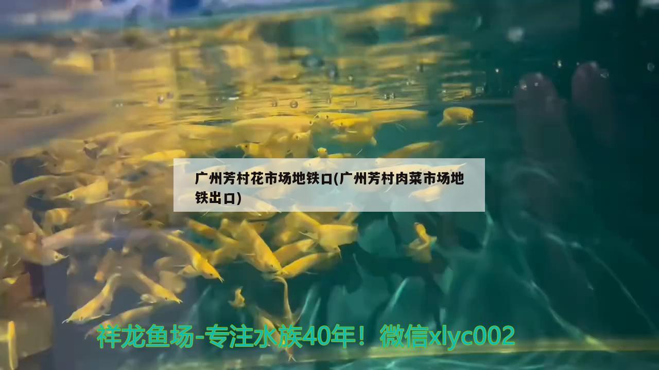 廣州芳村花市場地鐵口(廣州芳村肉菜市場地鐵出口) 龍魚批發(fā)