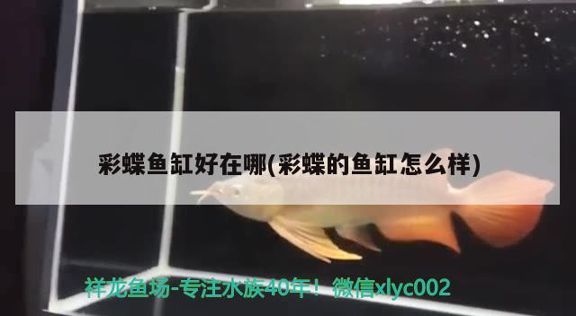 彩蝶魚缸好在哪(彩蝶的魚缸怎么樣)