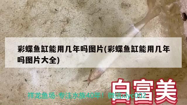 彩蝶魚缸能用幾年嗎圖片(彩蝶魚缸能用幾年嗎圖片大全) 祥龍赫舞紅龍魚