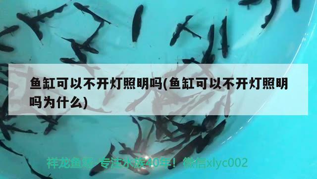 黃帆天堂鳥(niǎo)和什么魚(yú)能一起養(yǎng)殖：黃帆天堂鳥(niǎo)野生 觀賞魚(yú) 第3張