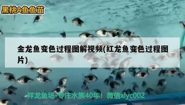 金龍魚25厘米是幾歲(4一5厘米的金魚是幾年齡)