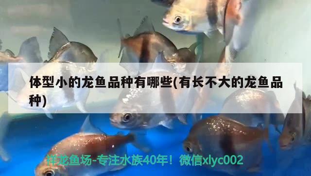 體型小的龍魚(yú)品種有哪些(有長(zhǎng)不大的龍魚(yú)品種)