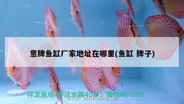 意牌魚(yú)缸廠家地址在哪里(魚(yú)缸牌子) 印尼虎苗