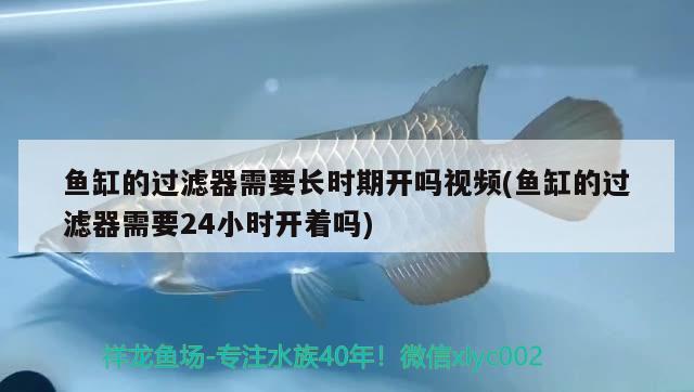 龍魚濾材哪個(gè)牌子好用又實(shí)惠耐用(龍魚適合什么濾材) 祥龍赫舞紅龍魚